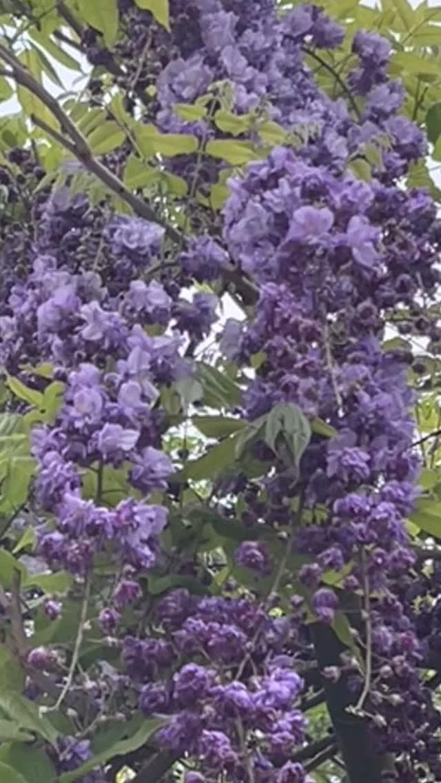 2025年１月お参りに日本三大稲荷、笠間稲荷神社へ来ました！！正一位という最高の位をもつ神様です。ご祭神は宇迦之御魂神（うかのみたまのかみ）で魂の強さ、ご利益に惹かれまたも祈願に来ました！！パワーアップ！！

こんにちは！マネージャーのロクさんです✨

いつもご覧いただきありがとうございます！！🙇‍♂️😛

✨スピリチュアルパワースポット✨

茨城県笠間市にある笠間稲荷神社をご紹介！！

地元茨城県土浦市から車で１時間余りで来れる神社です。私が一番よく来る神社でもあります。月に２回は来ます。

いっぱんに「お稲荷さん」と言えばキツネをイメージされる方が多いようです。キツネはあくまで稲荷大神のお使いであって、神さまそのものではありません。稲荷大神にとってキツネは、「神使（かみのつかい）」「眷属（けんぞく）」などと呼ばれ、神さまのお使いをする霊獣です。

いつも感謝しているご利益ある神社です。皆さんも是非行って観てはどうですか？

ＰＳ，神社の本殿の右外に大黒天様と恵比須様が祭られています。ご利益がありますように🙇‍♂️😛

📍茨城県土浦市Medium-spiritual
🚃JR常磐線荒川沖駅下車　西口から徒歩５分💌霊視鑑定・スピリチュアルカウンセリングのご予約は @mediumibaraki 🔗から
対面・電話・オンライン🆗
#霊媒師
#霊障害
#霊障
#除霊
#スピリチュアルカウンセリング
#精神障害
#占い
#霊能者
#茨城県
#笠間市
#笠間稲荷神社